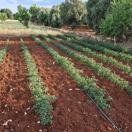 Villa Masserina D'aloia: Un Piccolo Tesoro Nella Natura *